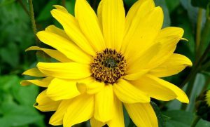 Arnica flower with yellow petals and green leaves.