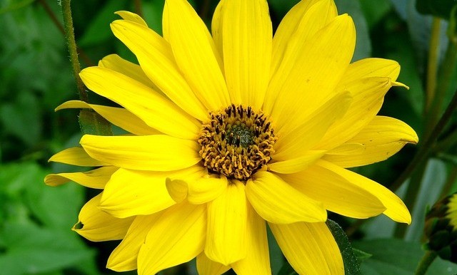 Arnica flower with yellow petals and green leaves