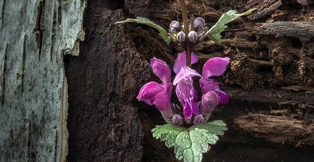 The purple flowers of a stinging nettle plant